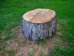 Grover Beach, CA Tree Care Company