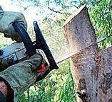 Best Tree Risk Assessment  in Grover Beach, CA