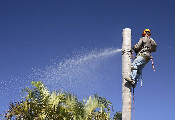 Best Hazardous Tree Removal  in Grover Beach, CA