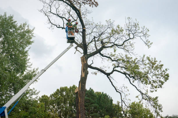  Grover Beach, CA Tree Care Pros
