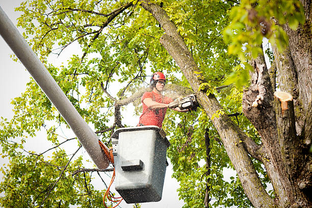 Best Seasonal Cleanup (Spring/Fall)  in Grover Beach, CA