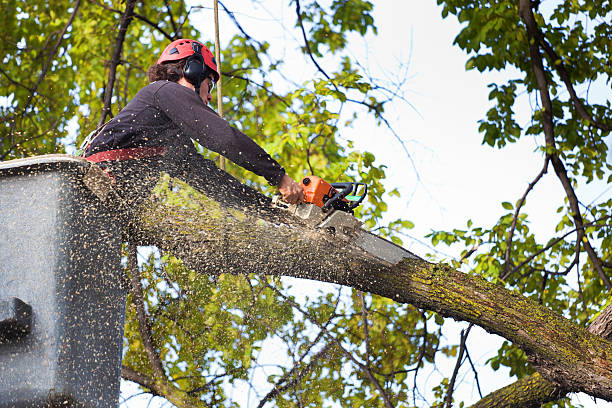 Best Fruit Tree Pruning  in Grover Beach, CA