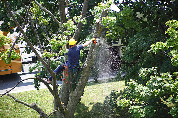 Best Emergency Tree Removal  in Grover Beach, CA