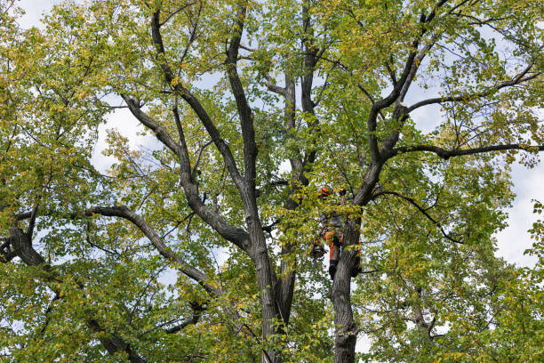 How Our Tree Care Process Works  in  Grover Beach, CA