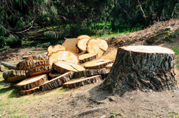 Best Tree Mulching  in Grover Beach, CA